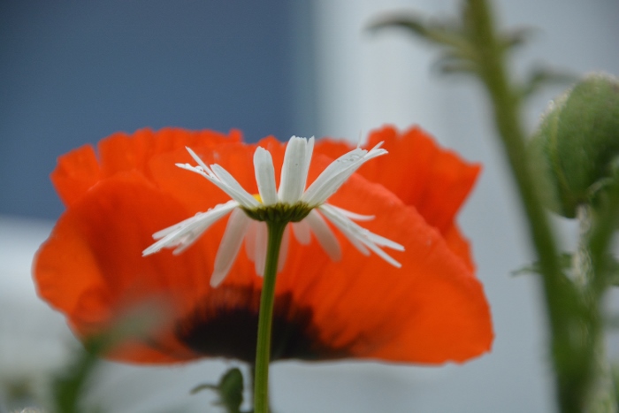 poppy